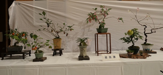 秋の山野草